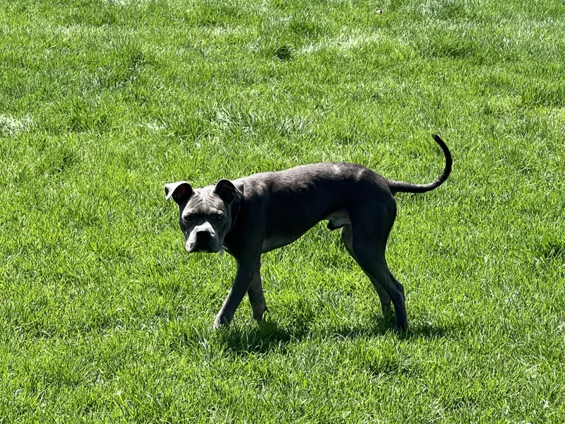 A young medium-sized male Gray / Blue / Silver American Staffordshire Terrier dog named Pinto for adoption in Warrenville, IL