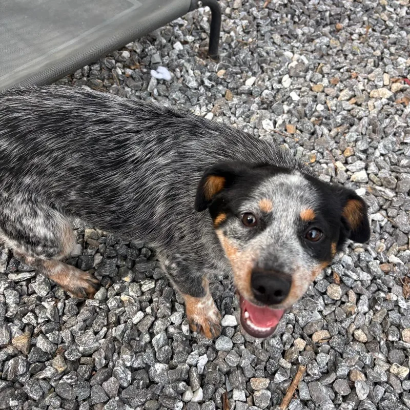 A baby small-sized female Gray / Blue / Silver Cattle Dog dog named Luna for adoption in Franklin, NC