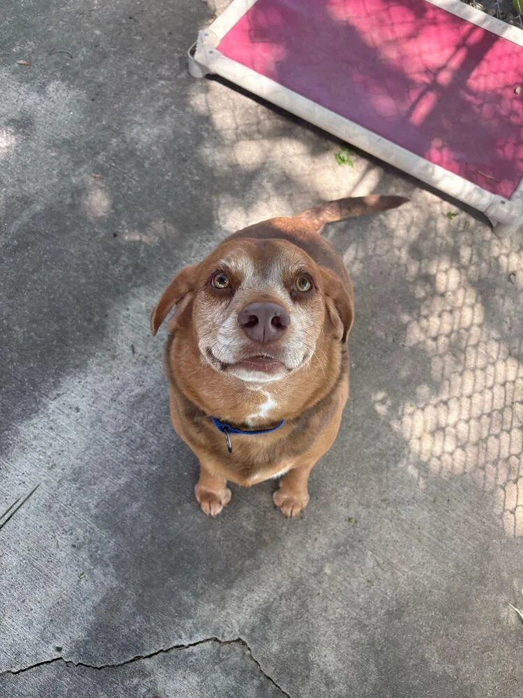 An adult medium-sized male Brown / Chocolate Beagle dog named Bruno for adoption in Bowling Green, OH