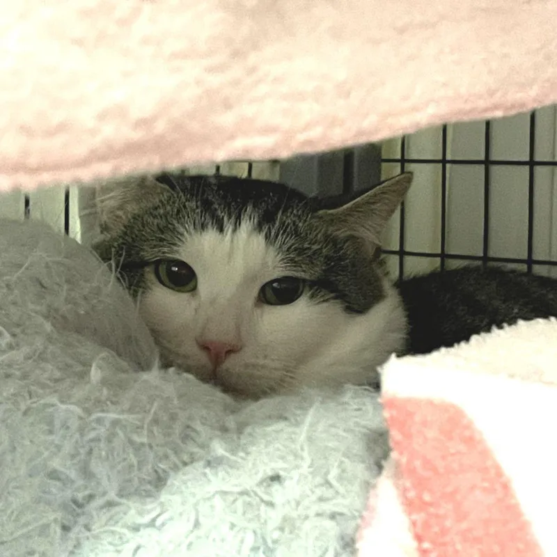 An adult medium-sized male Brown / Chocolate Domestic Short Hair cat named Romeo for adoption in Charlottesville, VA