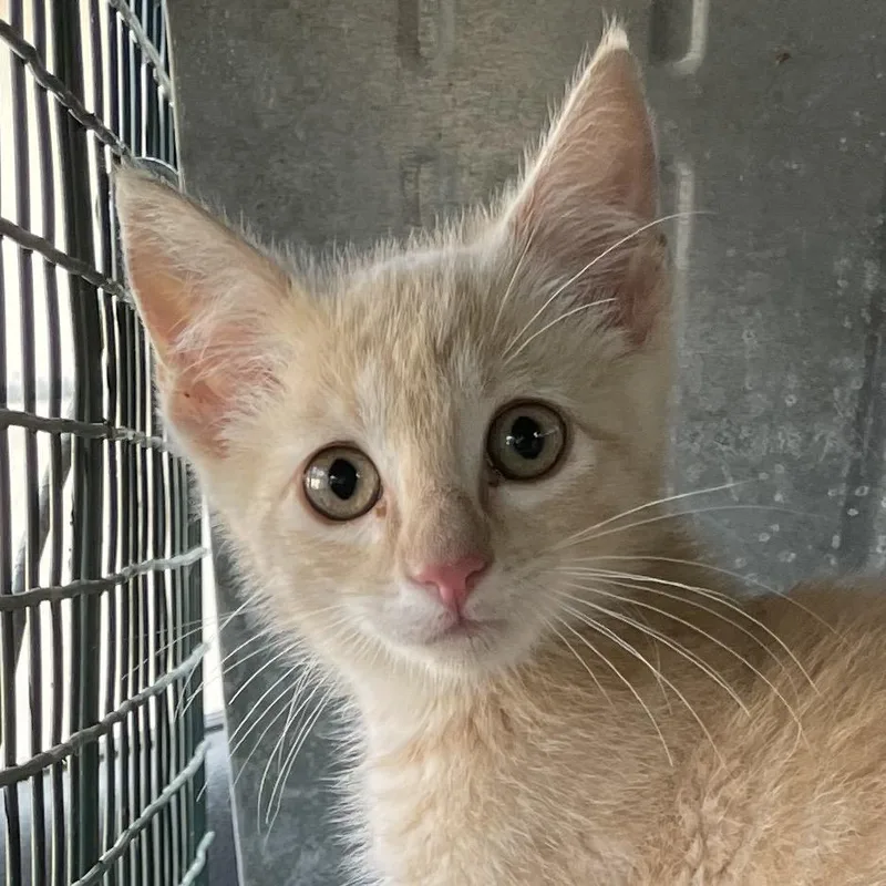 A baby small-sized male Buff / Tan / Fawn Domestic Short Hair cat named Larry for adoption in Eureka Springs, AR
