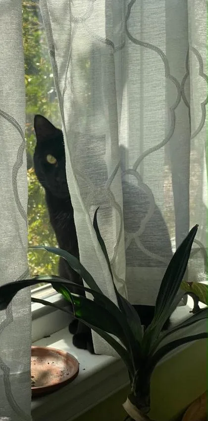 A baby medium-sized female Domestic Short Hair cat named Pepper for adoption in Malvern, PA