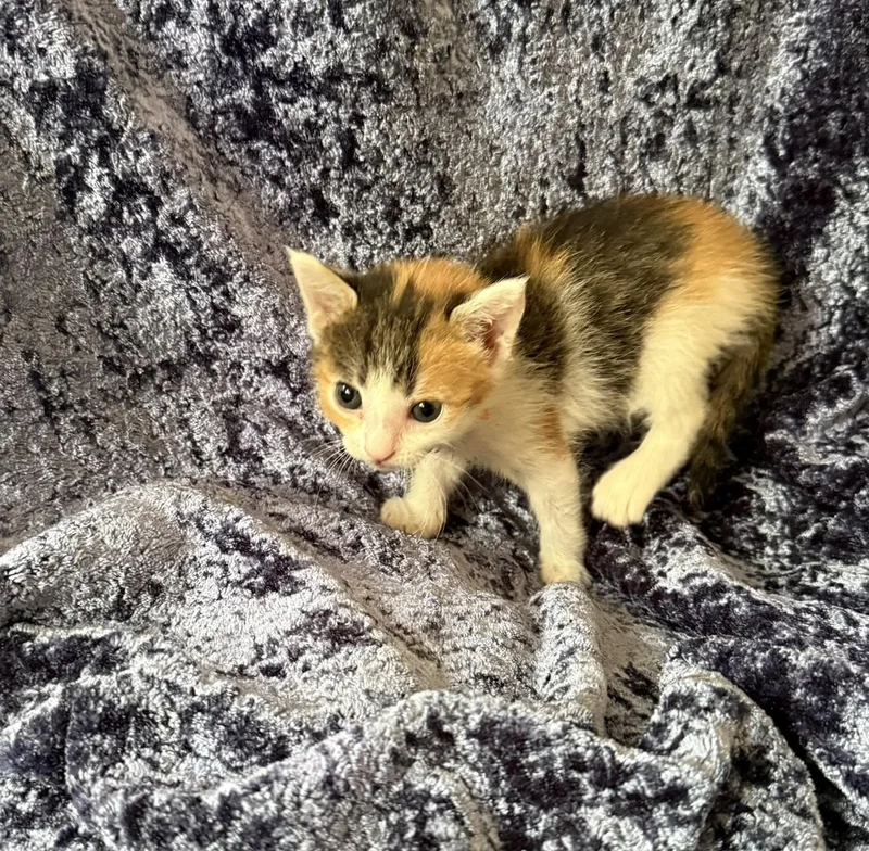 A baby small-sized female Calico Domestic Short Hair cat named Tasha for adoption in Glendale, AZ