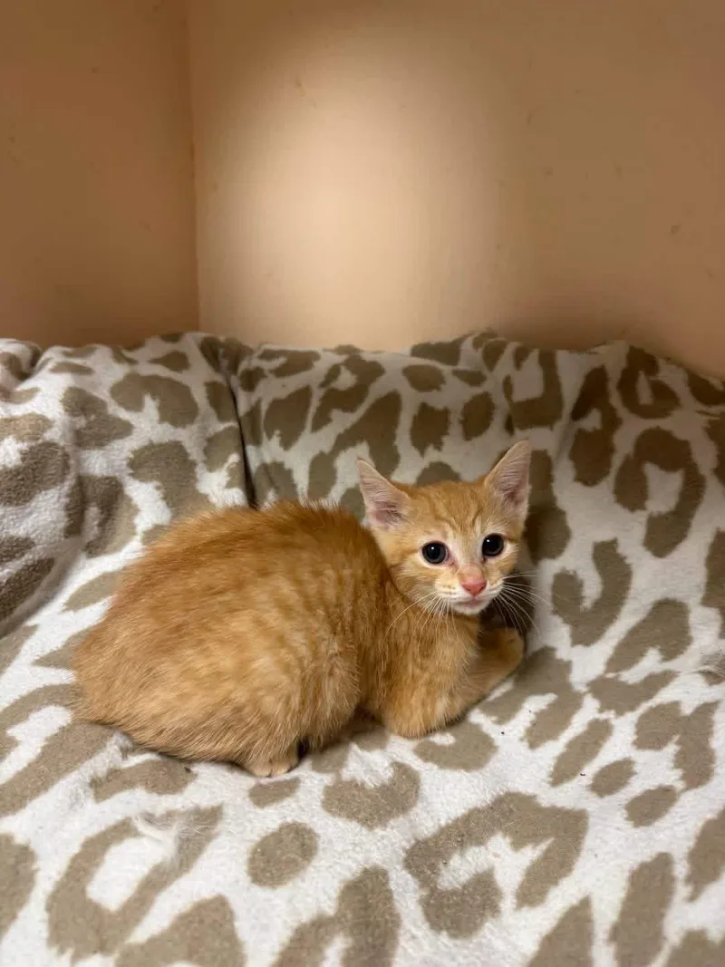 A young small-sized female Orange / Red Domestic Short Hair cat named Penny for adoption in Freeport, NY