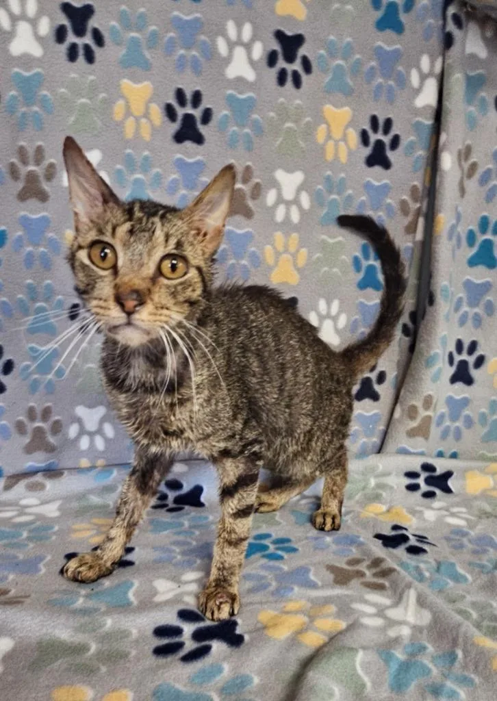 An adult medium-sized male Domestic Short Hair cat named Frank for adoption in Wabash, IN