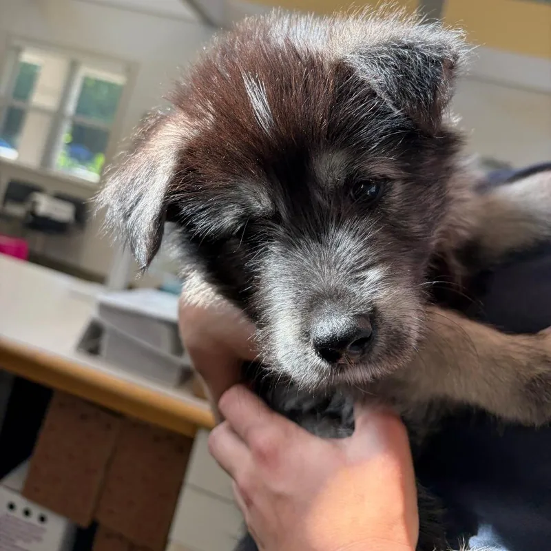 A baby small-sized male Black Mixed Breed dog named 71196 for adoption in Harrisonburg, VA
