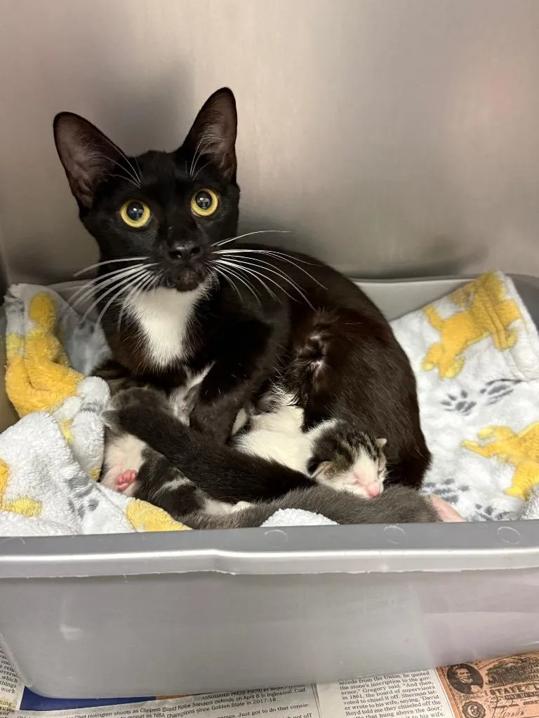 A young medium-sized female Domestic Short Hair cat named Tirana for adoption in Sorrento, LA