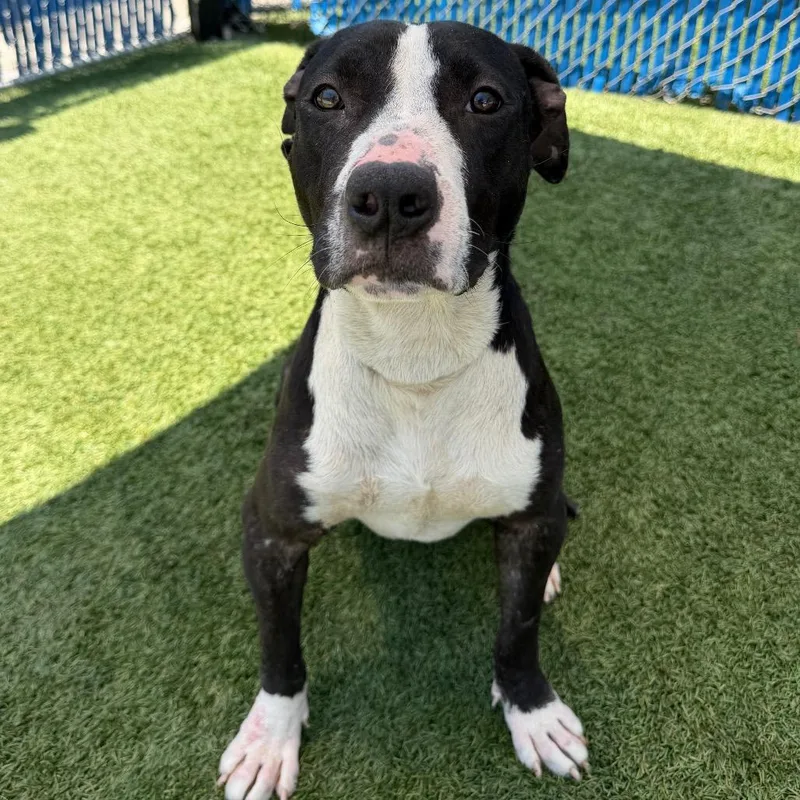 A young large-sized female Black Pit Bull Terrier dog named Pumpernickel for adoption in Long Beach, CA