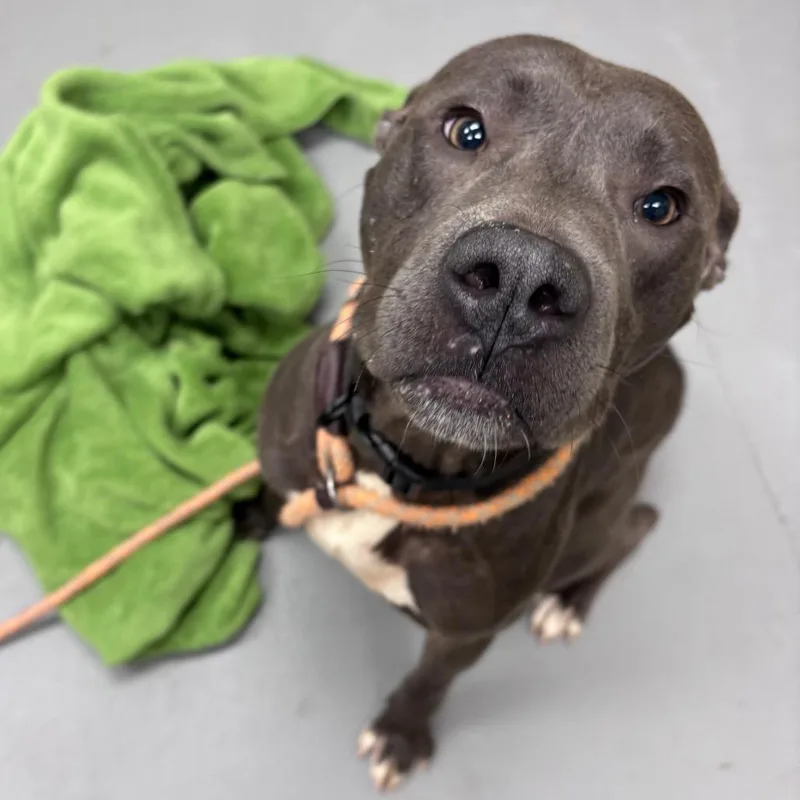 An adult medium-sized male Gray / Blue / Silver Mixed Breed dog named StrayStMarysRoad for adoption in Columbus, GA