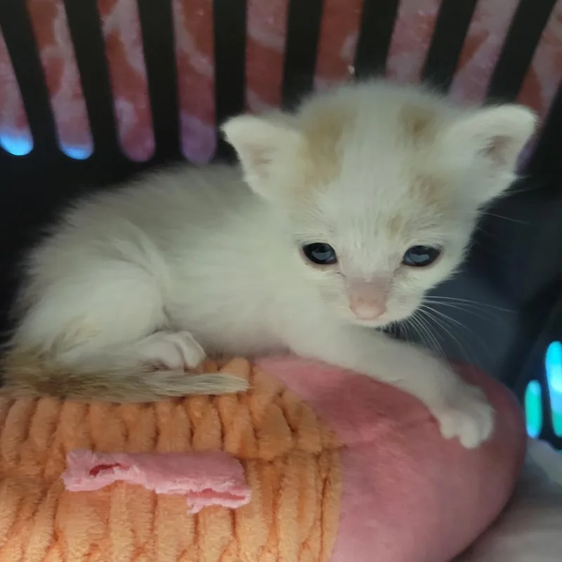 A baby small-sized male White Domestic Short Hair cat named Cardigan for adoption in Abilene, TX