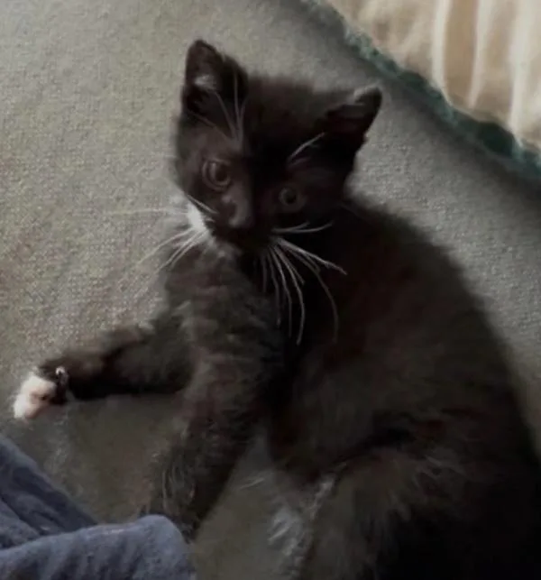 A baby small-sized male Domestic Short Hair cat named Special Agent Dale Cooper for adoption in Santa Rosa, CA