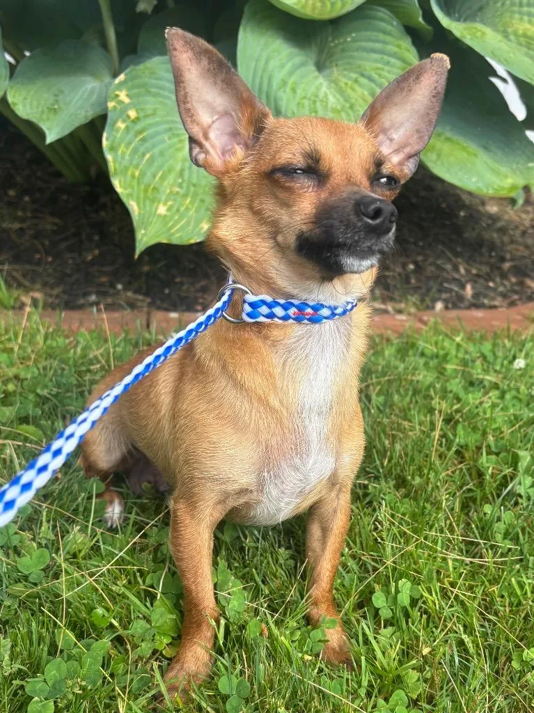 An adult small-sized female Chihuahua dog named Bunny for adoption in Fall River, MA