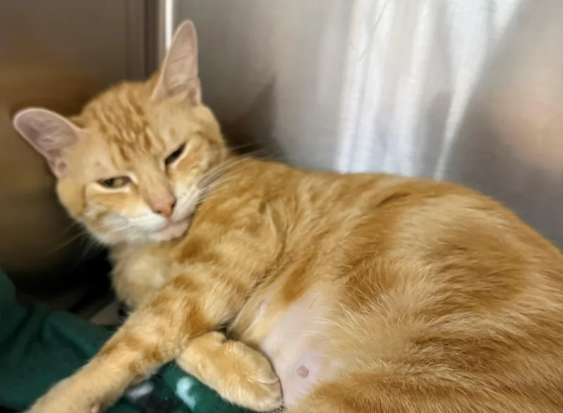 An adult medium-sized female Tabby (Orange / Red) Domestic Short Hair cat named Skittles for adoption in Edison, NJ