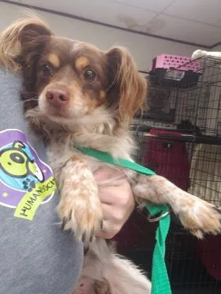 An adult small-sized male Chihuahua dog named Beethoven for adoption in Beatrice, NE