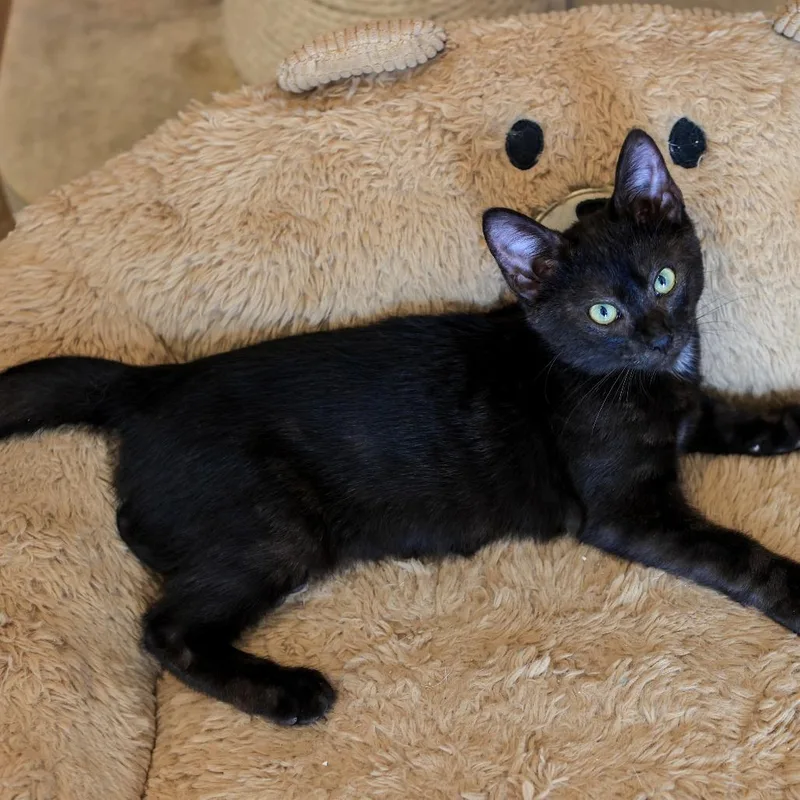 A baby small-sized male Black Domestic Short Hair cat named Frankie for adoption in Los Angeles, CA