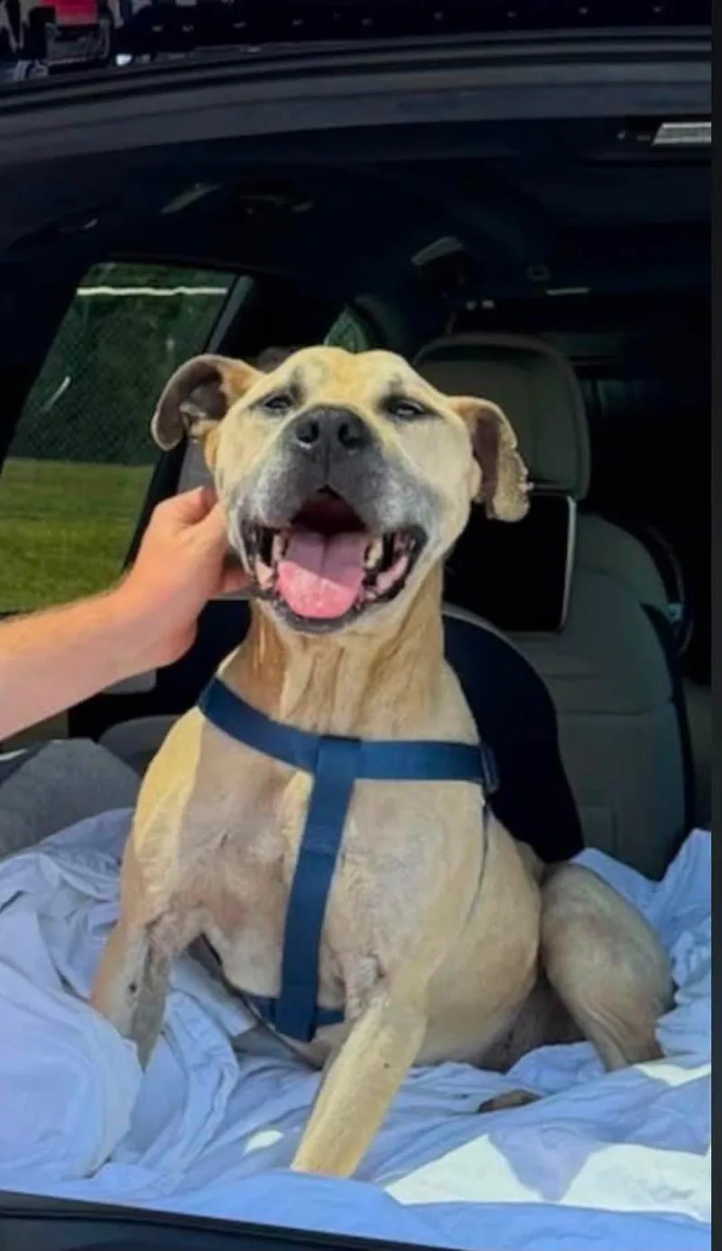 An adult medium-sized male Apricot / Beige Mountain Cur dog named Happy for adoption in Salisbury, NC