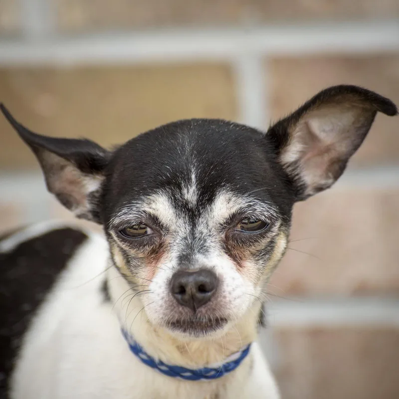 An adult small-sized male White / Cream Chihuahua dog named Figaro for adoption in Lambertville, NJ