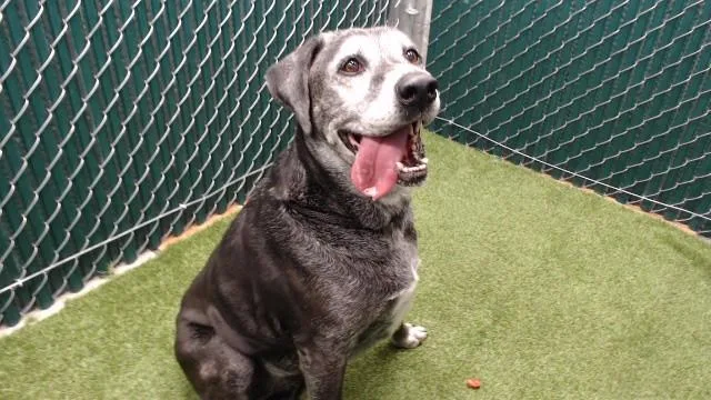 A senior medium-sized female Boxer dog named Cada for adoption in Downey, CA