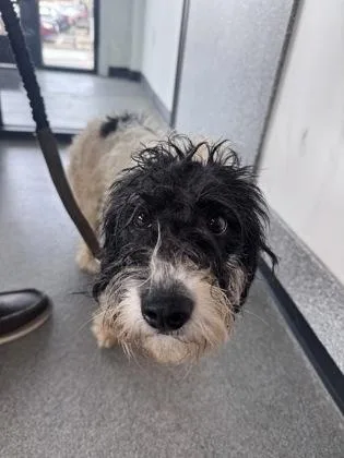 An adult medium-sized male Mixed Breed dog named Whiskey for adoption in West Chester, PA