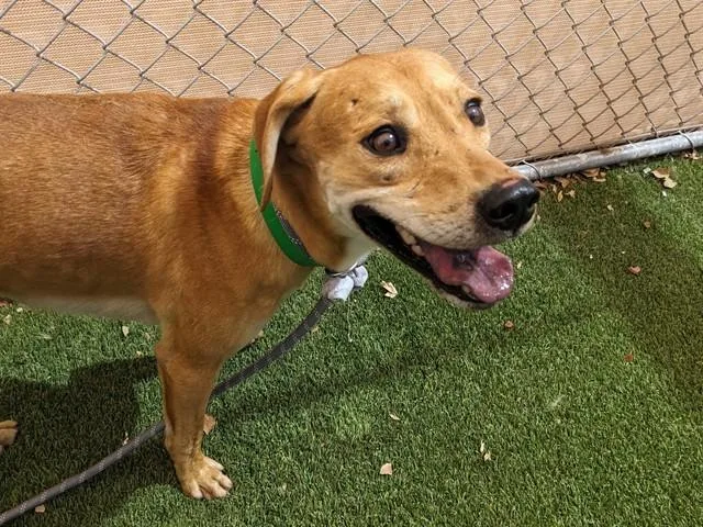A young large-sized male Labrador Retriever dog named Copper for adoption in Phoenix, AZ