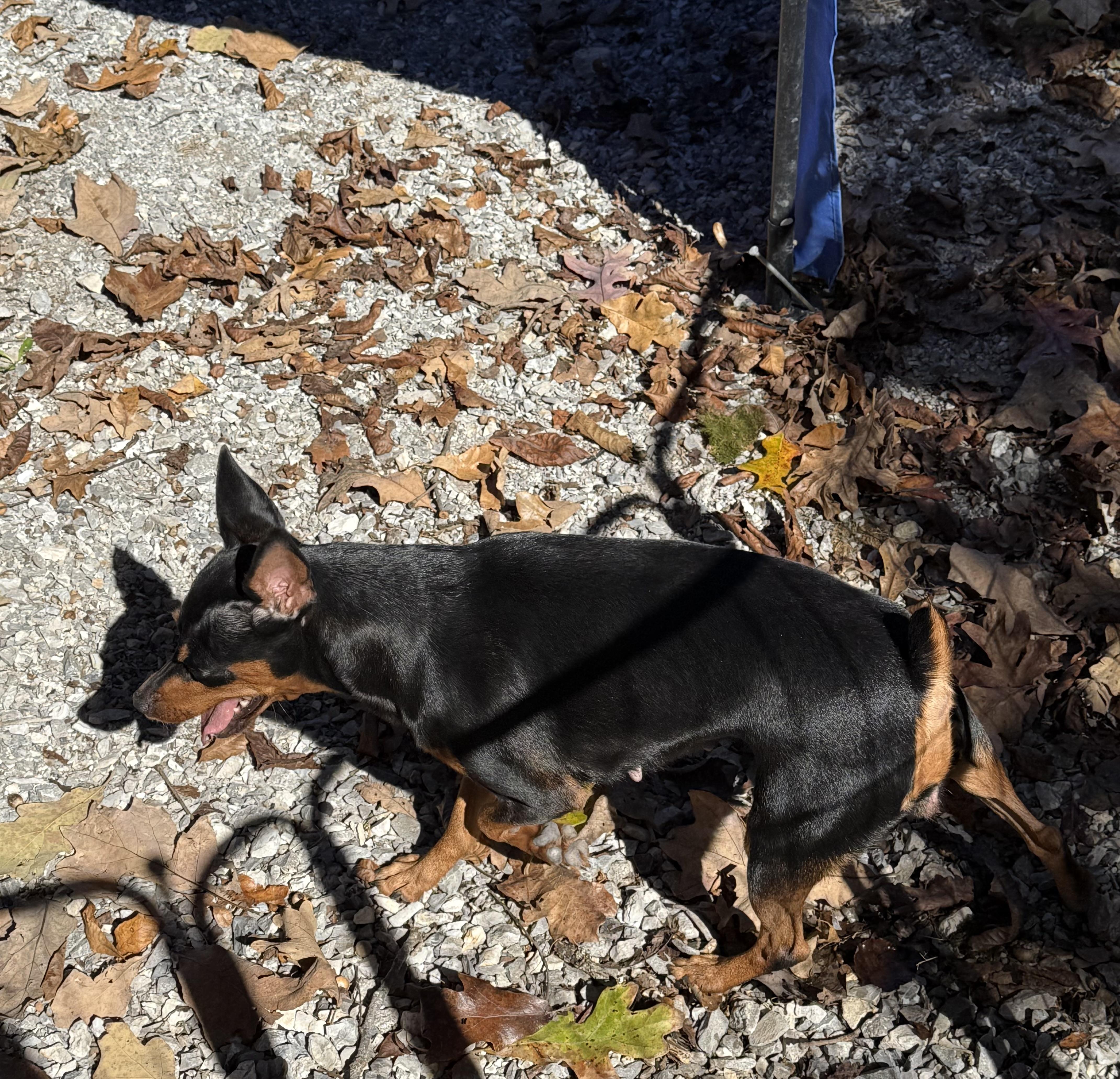 An adult small-sized female Bicolor Miniature Pinscher dog named Babe for adoption in Chicopee, MA