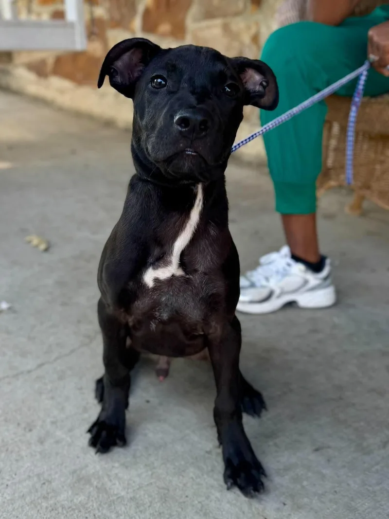 A baby medium-sized male Pit Bull Terrier dog named Baron Von Bark for adoption in Germantown, OH