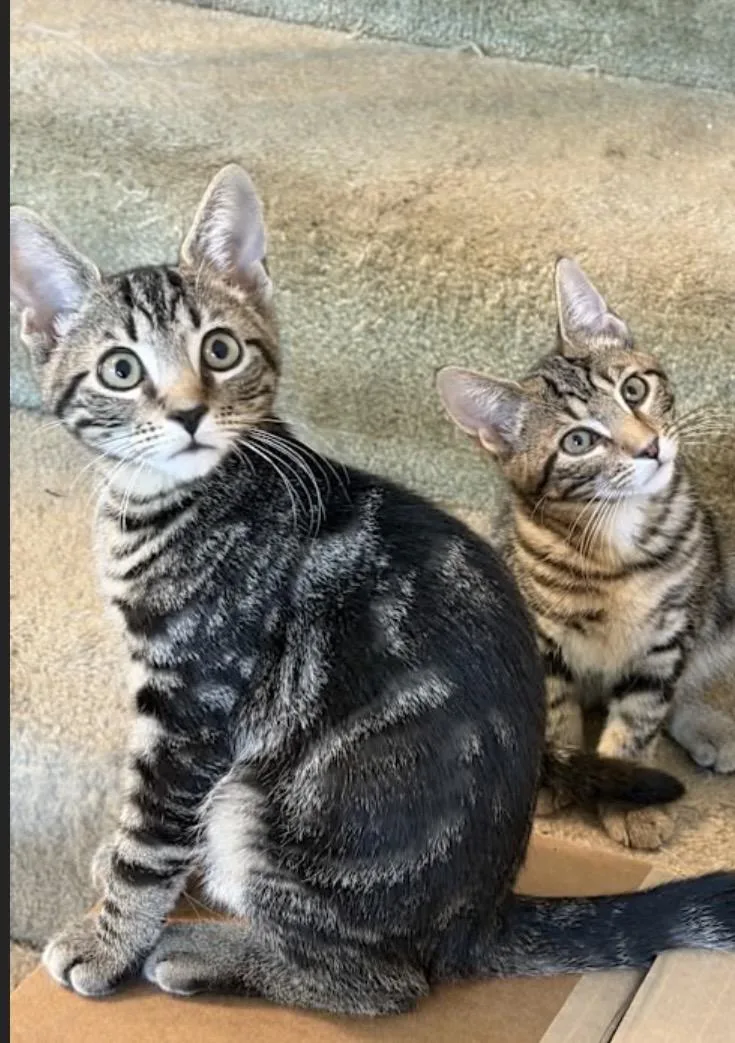 A baby medium-sized male Tabby (Brown / Chocolate) Domestic Short Hair cat named Bobby for adoption in York, PA