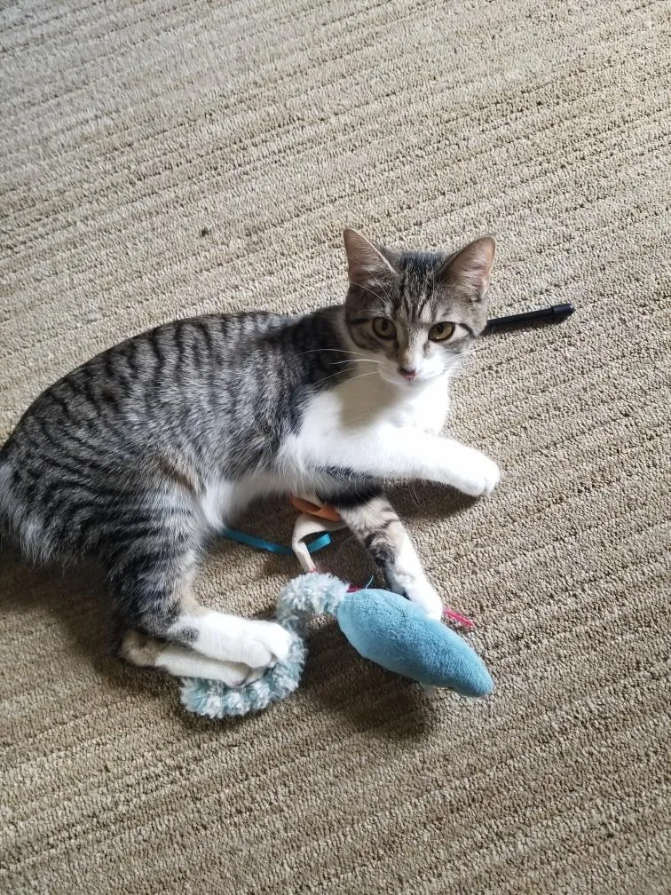 A baby medium-sized female White Domestic Short Hair cat named Evelyn for adoption in Cincinnati, OH