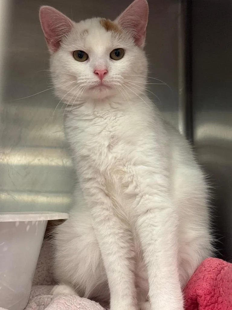 A young medium-sized male Domestic Short Hair cat named Forrest for adoption in Lima, OH