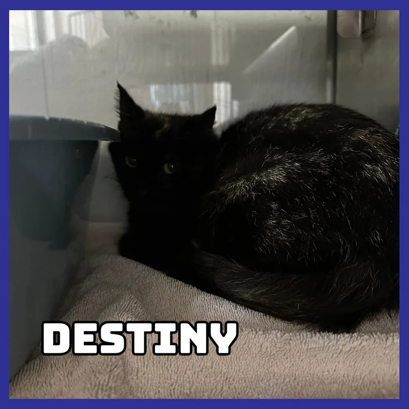 An adult medium-sized female Black Domestic Short Hair cat named Destiny for adoption in Glenwood, MN