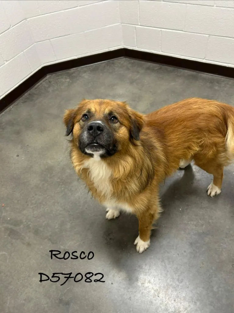 An adult large-sized male Bernese Mountain Dog dog named Rosco for adoption in Clarksville, TN