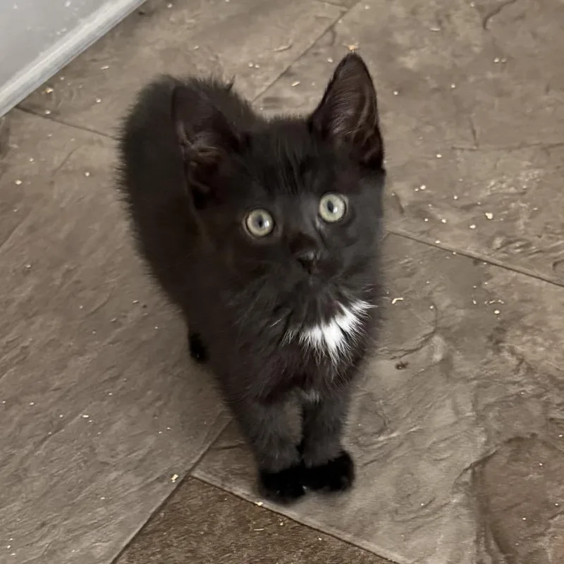 A baby small-sized female Black Domestic Short Hair cat named Munchkin for adoption in Bel Air, MD