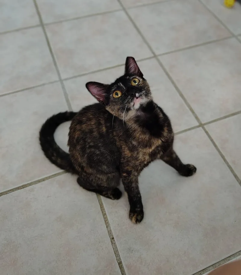 A baby medium-sized female Tortoiseshell Domestic Short Hair cat named Andrea for adoption in Franklin, MA