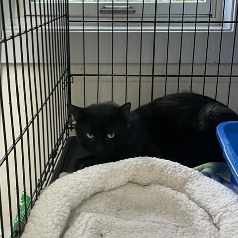 A young medium-sized male Black Domestic Short Hair cat named Nero for adoption in Attleboro, MA