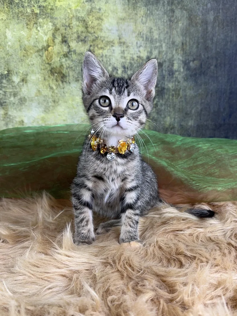 A baby small-sized female Brown / Chocolate Tabby cat named Shuri for adoption in Houston, TX