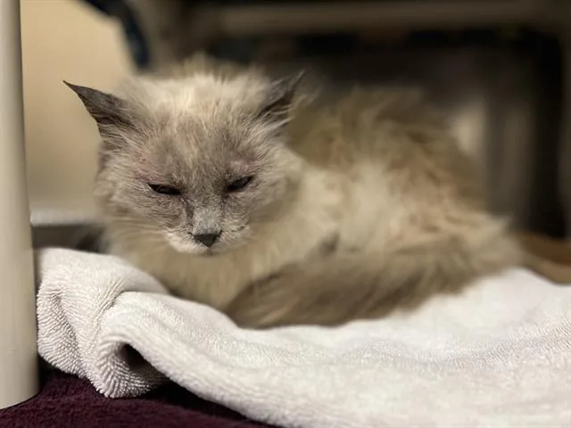 An adult small-sized female Domestic Medium Hair cat named Love for adoption in Aliquippa, PA