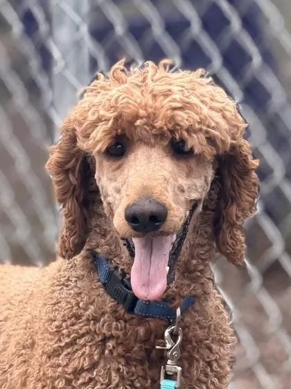Chester