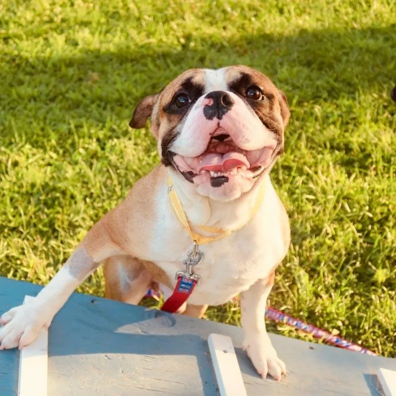 A baby medium-sized male Bulldog dog named Spudz for adoption in Wayne, NJ