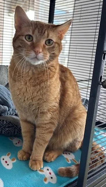 Muenster thumbnail 2