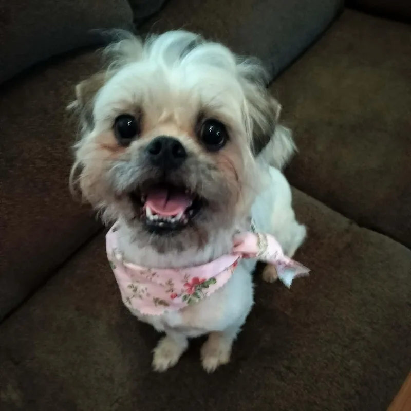 An adult small-sized female White / Cream Shih Tzu dog named Molly for adoption in Harlem, GA