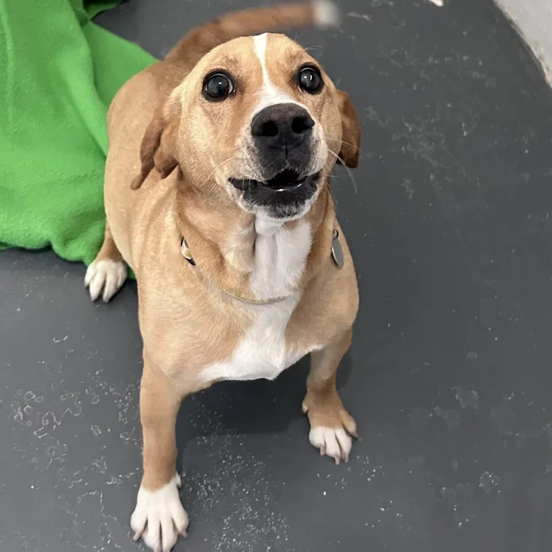An adult medium-sized female Yellow / Tan / Blond / Fawn Basset Hound dog named Lula May for adoption in Bryson City, NC