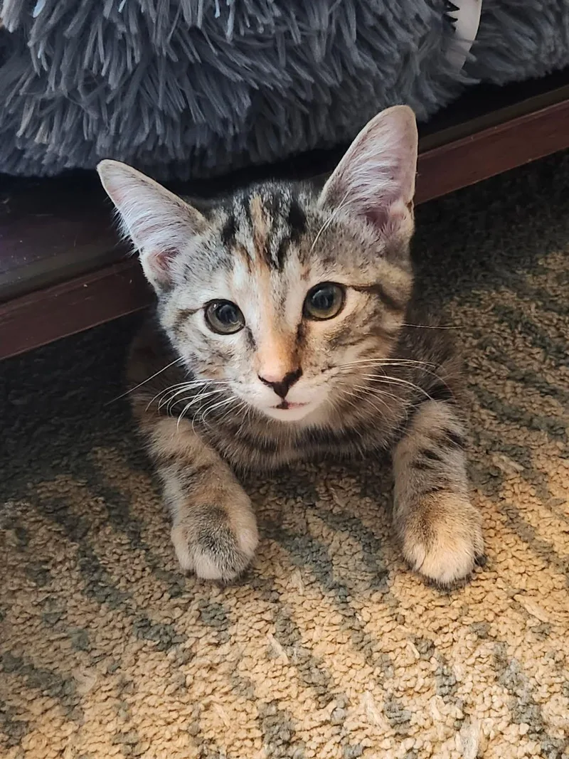 A baby medium-sized female Domestic Short Hair cat named Whisk for adoption in Wilmington, NC