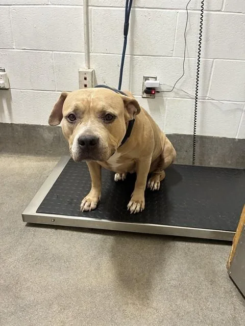 An adult large-sized female Pit Bull Terrier dog named Egypt for adoption in Upper Marlboro, MD