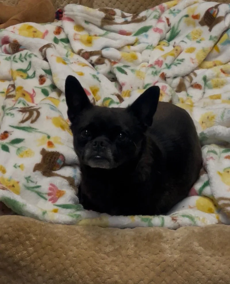 An adult small-sized female Pug dog named Slyvester for adoption in El Centro, CA