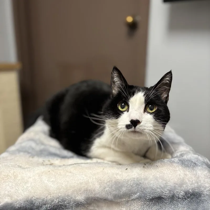 A senior large-sized female Black Domestic Short Hair cat named Cynthia for adoption in Fargo, ND