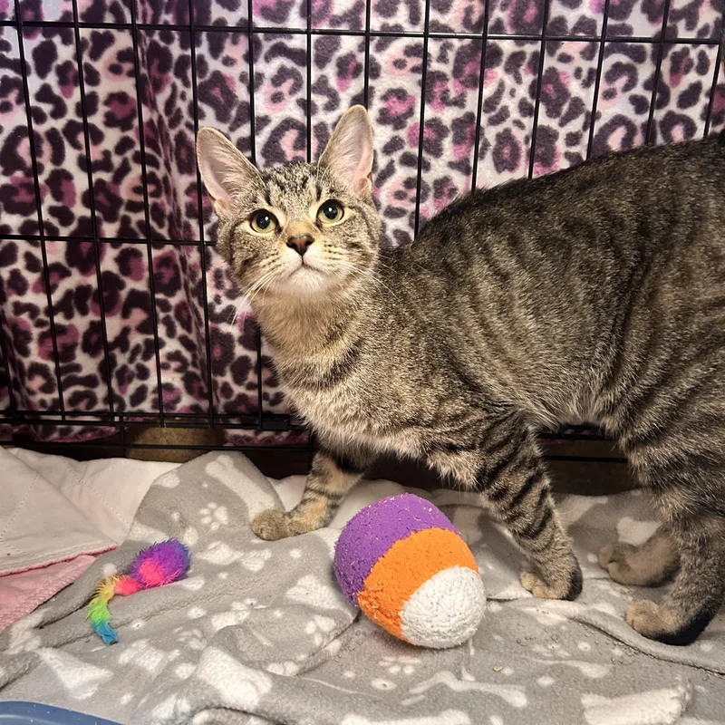A young small-sized male Tabby (Brown / Chocolate) Domestic Short Hair cat named Sparrow for adoption in Myerstown, PA