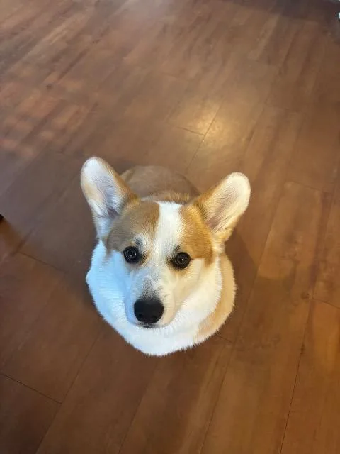 An adult medium-sized male Corgi dog named Acer for adoption in Hampton, VA