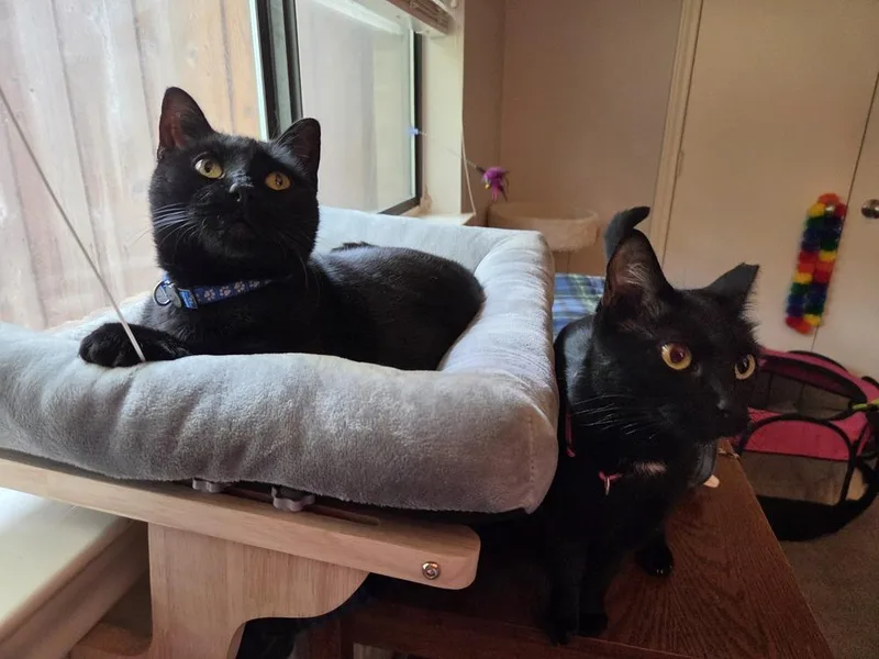 A young medium-sized female Black & White / Tuxedo Domestic Short Hair cat named Alice for adoption in Dallas, TX