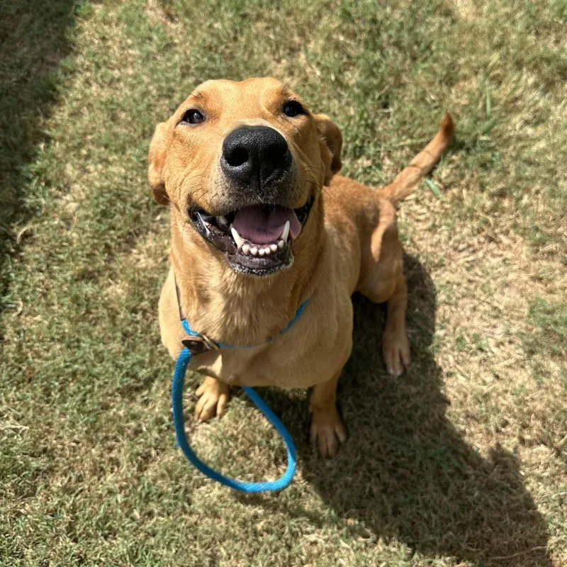 An adult large-sized female Yellow / Tan / Blond / Fawn Mixed Breed dog named Little Lady for adoption in Chattanooga, TN