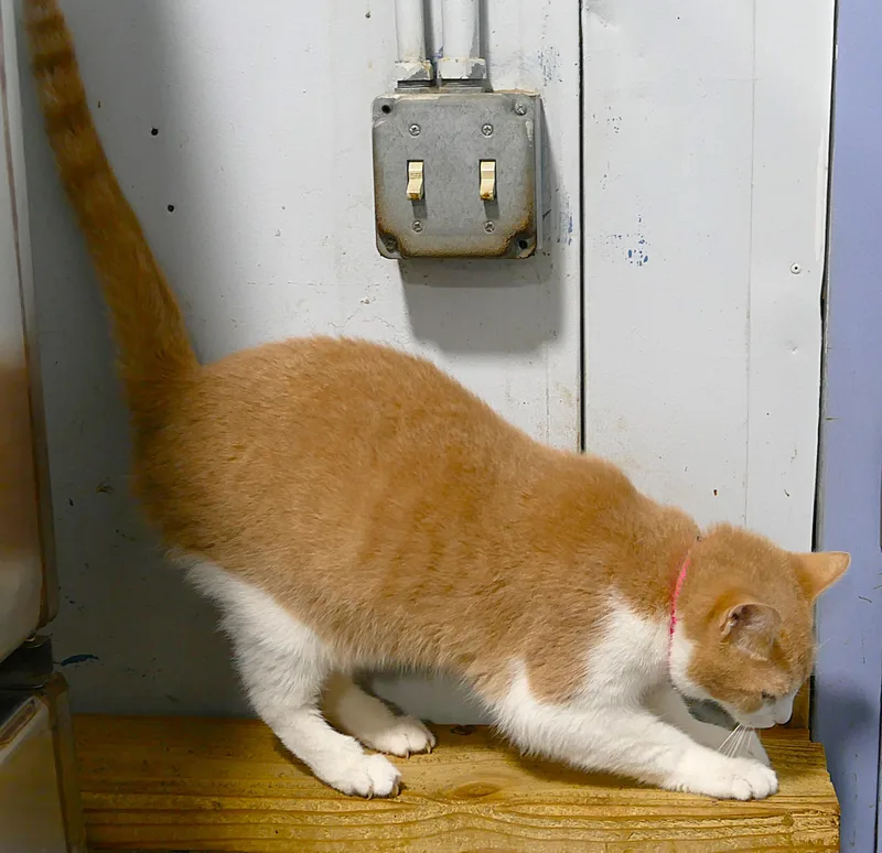 An adult medium-sized female Tabby (Orange / Red) Domestic Short Hair cat named Evee for adoption in Beechbottom, WV